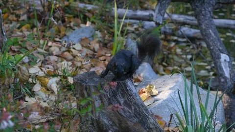 Black squirrel on a tree stump Stock Photos