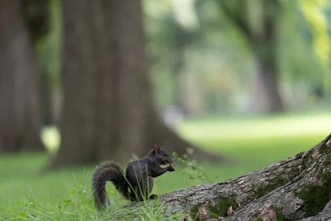 Black squirrel on a tree trunk in Central Park Foto stock