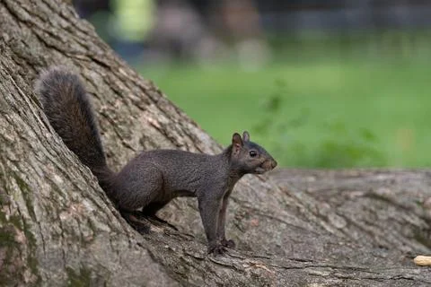 Black squirrel on tree trunk in Central Park Stock Photos