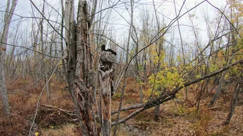 A black squirrel on a tree trunk, in a swampy woodland, coming down Stock-Footage 167673322