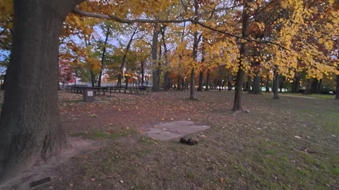 Black Squirrel Under Autumn Trees with Yellow Leaves at Dusk, Toronto Park Video stock 325641551