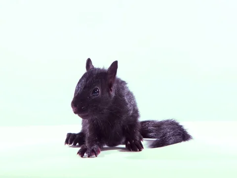 Black squirrel on White front view Stock Footage 75733358