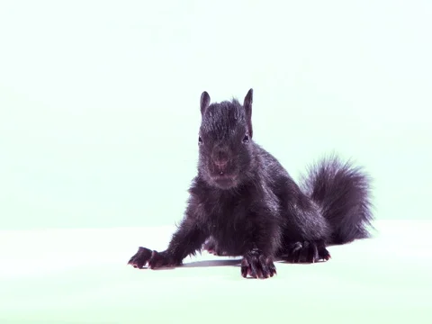 Black squirrel on White side view Stock Footage 75733421