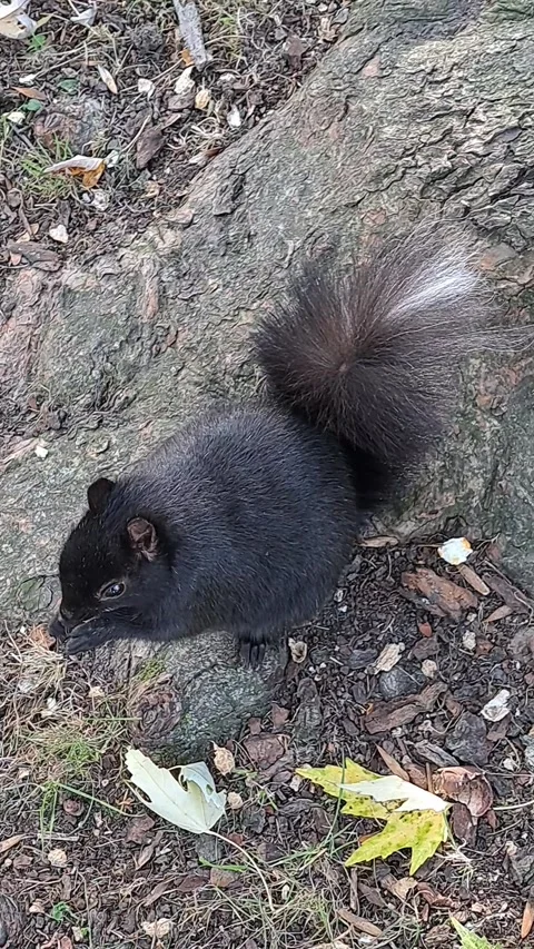 Black Squirrel with White Tail Tip Stock Footage 290150902