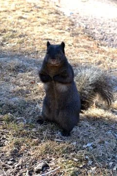 Black Squirrel in Winter Stock Photos