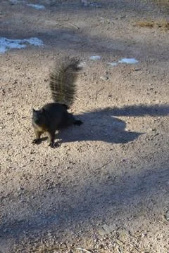 Black Squirrel in Winter Stock Photos