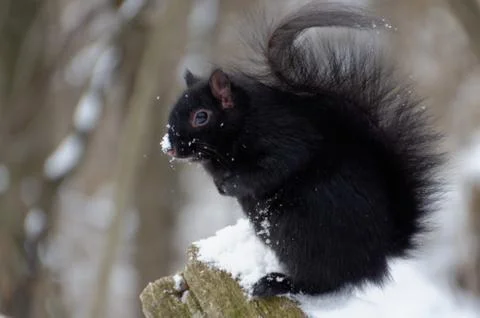 Black Squirrel in Winter 스톡 사진