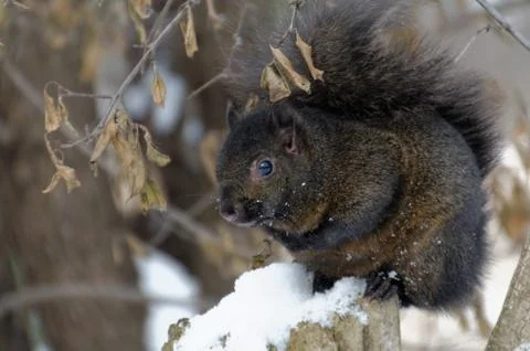 Black Squirrel in Winter 스톡 사진