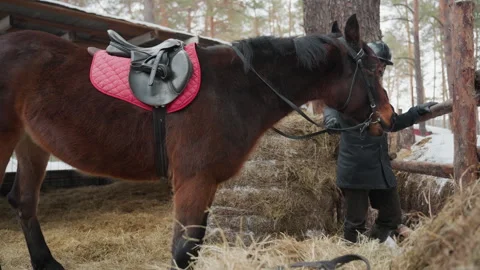 Black stablehand checking red saddle pad on brown horse in corral, hay underfoot 動画素材 326121735