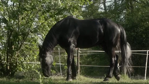A black stallion grazes in a paddock surrounded by an electric fence. Video stock 278546837