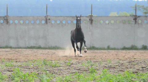Black stallion in paddock Video stock 64629389