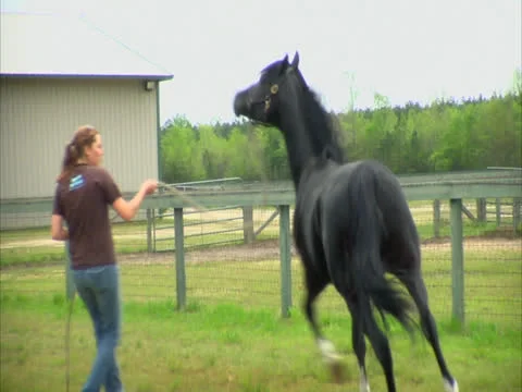 Black Stallion Rearing with CC Stock Footage 24464869
