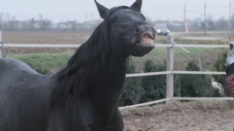 A black stallion smiling in full countryside. Stock Footage