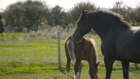  Black stallion stroals through field slowmo Stock Footage 123658836