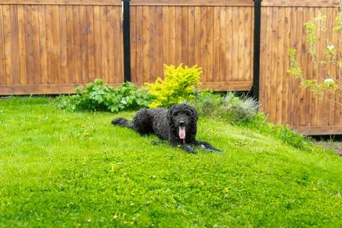 Black standard poodle lying down on lawn Stock Photos