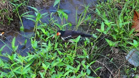 Black starling or ACRIDOTHERES JAVANICUS Stock Footage 229614735