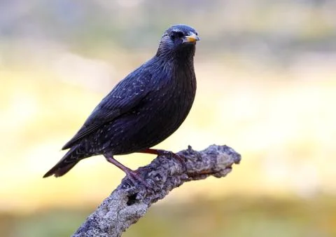 Black starling Stock Photos
