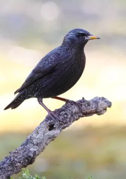 Black starling Stock Photos