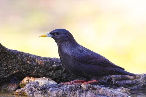 Black starling Stock Photos