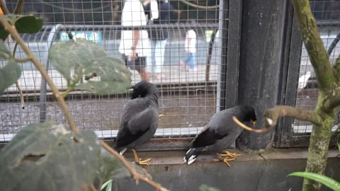 Black starlings Stock Footage 330184819
