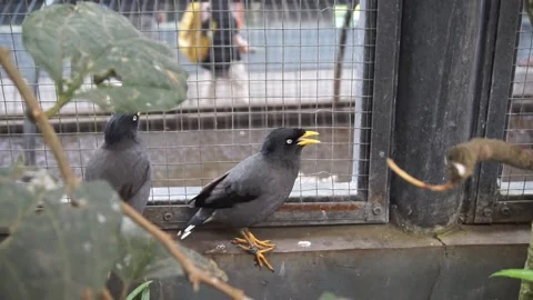 Black starlings Stock Footage 330184948