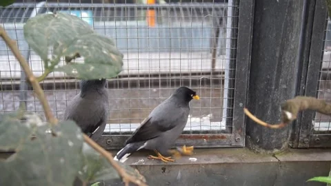 Black starlings Stock Footage 330184949