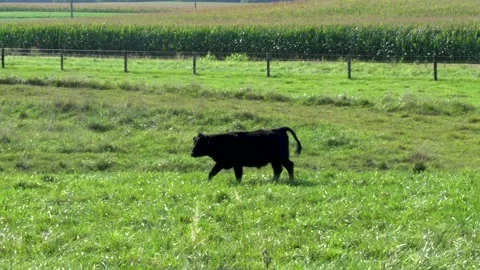 Black Steer defecating while walking across green field Stock Footage 168119666