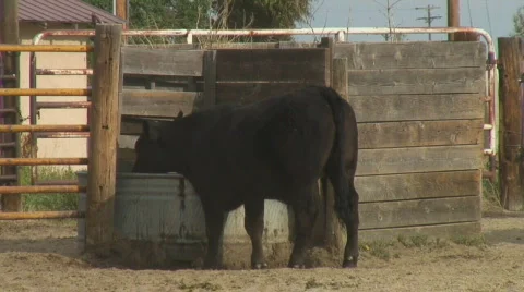 Black steer drinks from water trough in corral Stock-Footage 140105