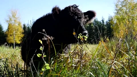 Black Steer Grass and Shrubs Stock Footage 153240103