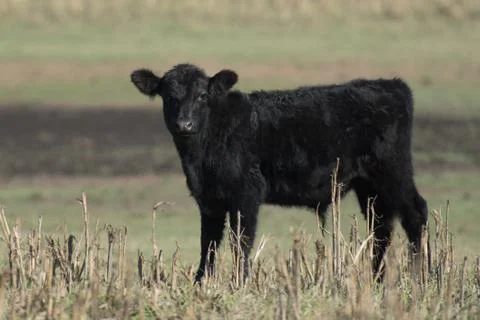 Black steer Stock Photos