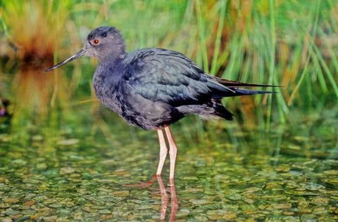 Black stilt Stock Photos