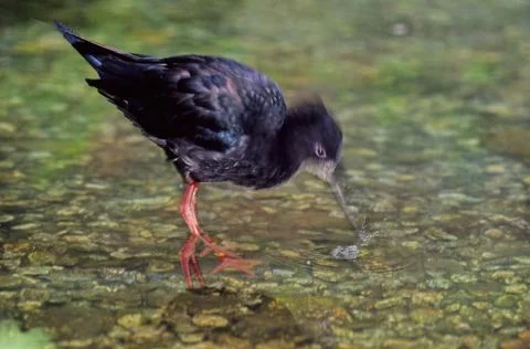 Black stilt Stock Photos
