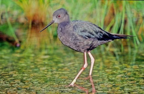 Black stilt Stock Photos