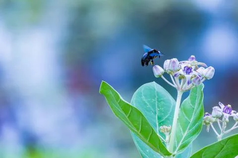 A Black Sting-less Bee Stock Photos