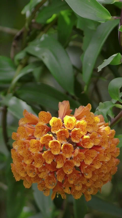 Black stingless bees feeding on an orange trailing lily flowers Video stock 337167456
