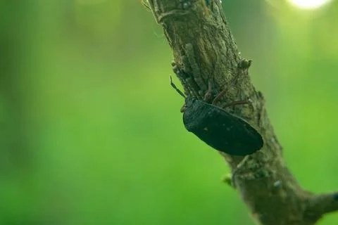 The black stink bug is incubating its eggs Stock Photos