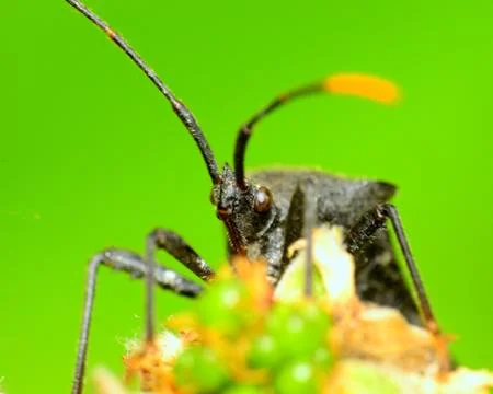 Black stink bug Stock Photos