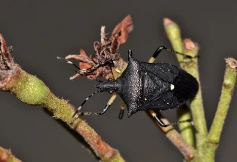 Black Stink Bug Foto stock