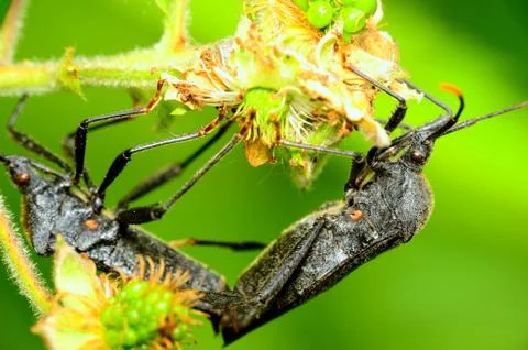 Black stink bugs Stock Photos