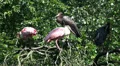 Black storck and similiar birds standing on tree HD Footage