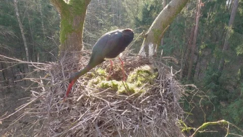 Black stork bird on nest in spring forest Stock Footage 344148878