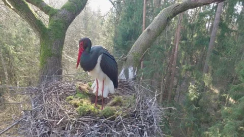 Black stork bird on nest in spring forest, calling and making sound Stock Footage 344149178