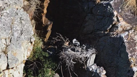 Black stork chicks resting in a twig nest on a steep rocky cliff, Ciconia ni Stock Footage 337846858