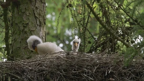Black stork (Ciconia nigra) chicks in nest Stock Footage
