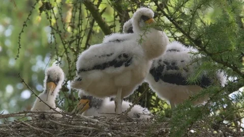 Black stork (Ciconia nigra) chicks in nest Stock Footage