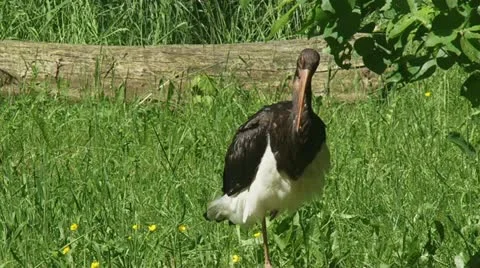 Black Stork (ciconia nigra) Stock Footage 18166323