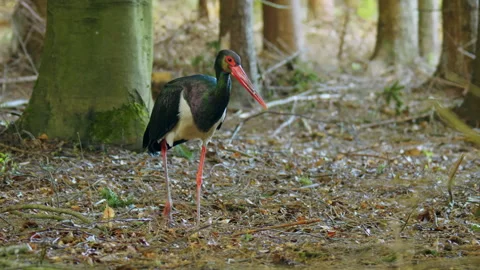 Black stork (Ciconia nigra) nesting on the ground, rare wildlife footage 库存影片 255780897