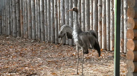 Black stork flaps its wings. Feathered race Stock Footage 68312743