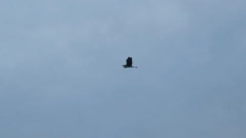 Black Stork Flying Stock Footage 150858351