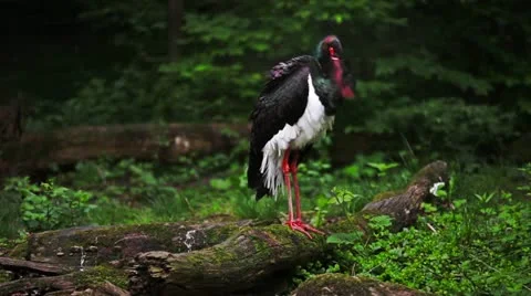 Black Stork Stock Footage 11091371
